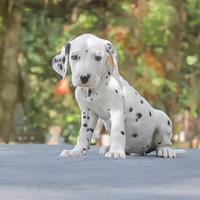 Cucciolo di Dalmata maschio
