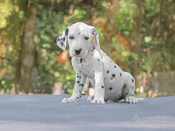 Cucciolo di Dalmata maschio