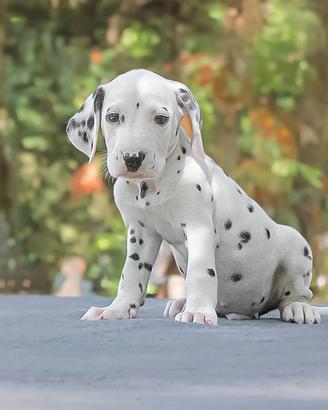 Cucciolo di Dalmata maschio