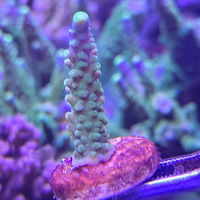 Acropora Secale Joker