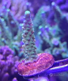 Acropora Secale Joker