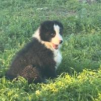 Disponibile cucciola di border collie