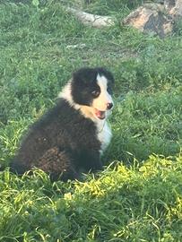 Disponibile cucciola di border collie
