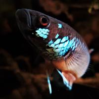 Betta ocellata Malinau