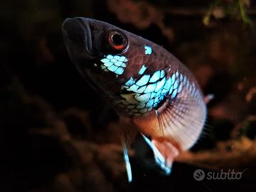 Betta ocellata Malinau