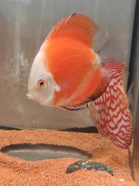 Pesce discus