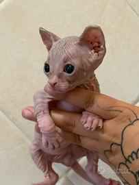 Sphynx