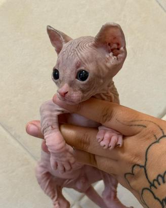 Sphynx