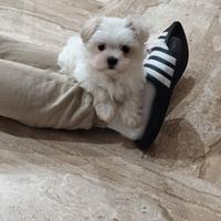 Maltese maschio