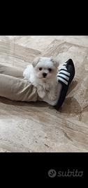 Maltese maschio