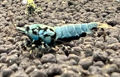 Caridina Logemanni Galaxy Black Boa