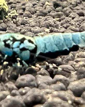 Caridina Logemanni Galaxy Black Boa