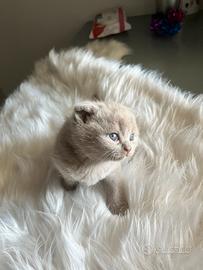 Scottish fold lilac