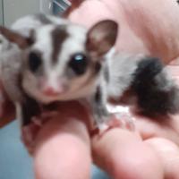 Petauri dello zucchero piccolini di 3 mesi