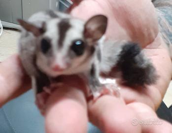 Petauri dello zucchero piccolini di 3 mesi