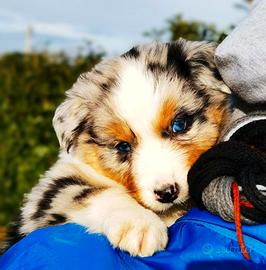 Cuccioli Australian shepherd/ Pastore australiano