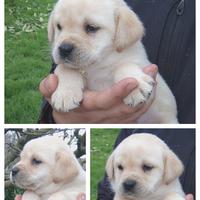 Labrador con pedigree Enci