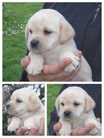 Labrador con pedigree Enci