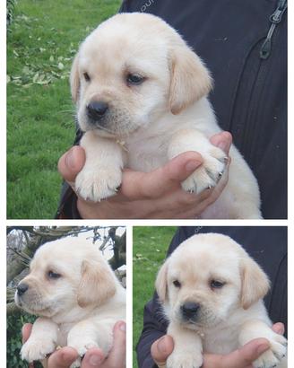 Labrador con pedigree Enci
