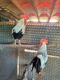 Galli ornamentali adulti