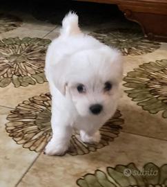 Cuccioli Maltesi