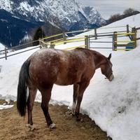 Cavalla appaloosa
