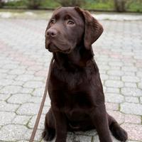 Cuccioli labrador chocolate
