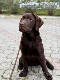 Cuccioli labrador chocolate
