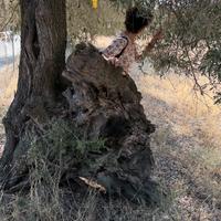 Terreno agricolo a S.Isidoro di Quartucciu