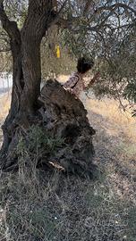 Terreno agricolo a S.Isidoro di Quartucciu