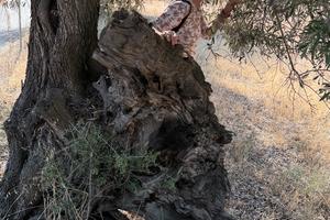 Terreno agricolo a S.Isidoro di Quartucciu