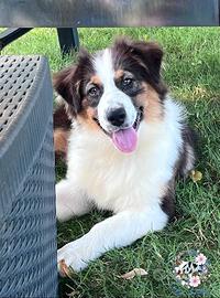 Australian Shepherd cuccioli femmina