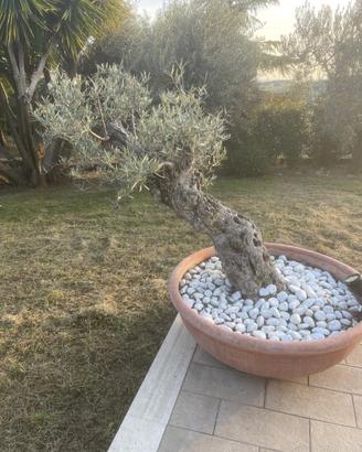 Albero di olivo  decorativo