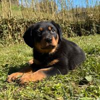 Rottweiler