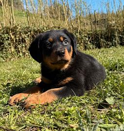 Rottweiler