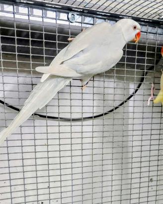 Coppia parrocchetto dal collare