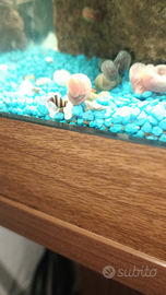 Lumache Helena killer