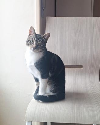 Gattino Dolcissimo