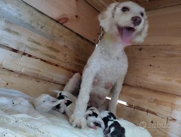 Cuccioli Lagotto romagolo