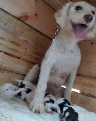 Cuccioli Lagotto romagolo