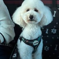 Barboncino disponibile per monta