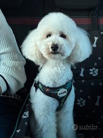 Barboncino disponibile per monta