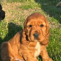 Cuccioli di Cocker Spaniel