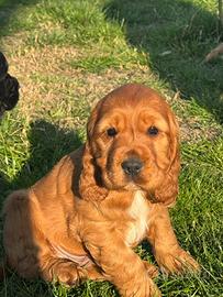 Cuccioli di Cocker Spaniel