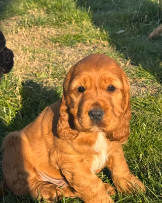 Cuccioli di Cocker Spaniel