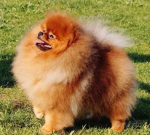 Sitz pomerania TOY ACCOPPIAMENTO MONTA Orange 2kg