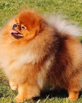 Sitz pomerania TOY ACCOPPIAMENTO MONTA Orange 2kg