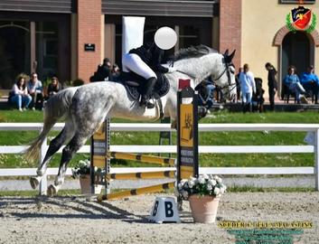 Cavallo da salto Sella Italiano