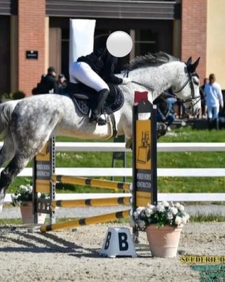 Cavallo da salto Sella Italiano