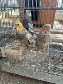 Calopsite allevate a mano